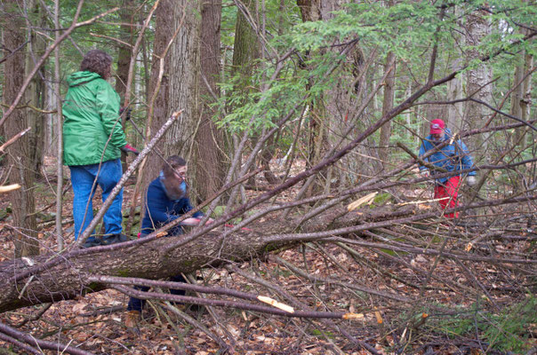 Two Antioch University students and professor David Sobel are building a tree balance beam from a naturally fallen hemlock.