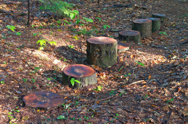 'Stepping Stumps', an element in the nature play area of White-Rock-Woods.