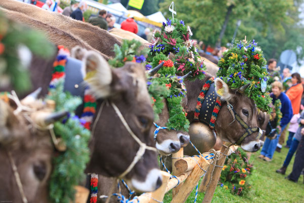 Traditionelle Viehscheid im Herbst (Pfronten Tourismus, E. Reiter)