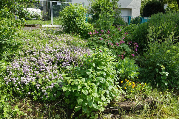 Pflanzterrasse Mai 2016, Foto: A. Treffer