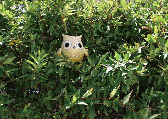 木陰から　フクロウ