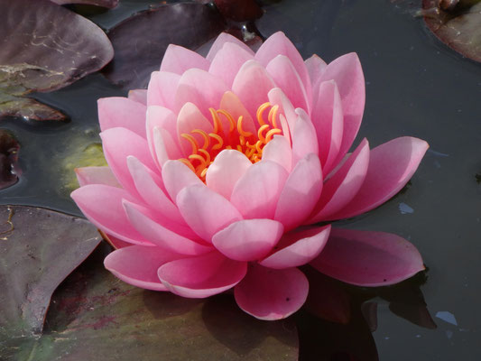 5「池に咲く一輪の花」オリバ