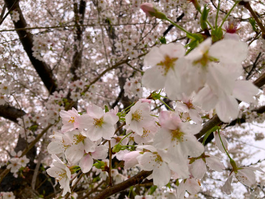 北越谷_写真_03 紅アザミ_元荒川の桜（薄いピンクの可愛い桜が撮れました）