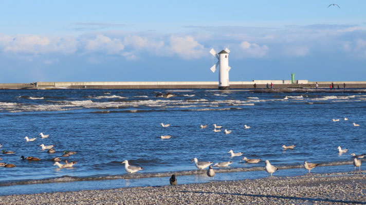 Möwen am Strand von Swinemünde
