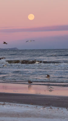 Möwen am Strand 