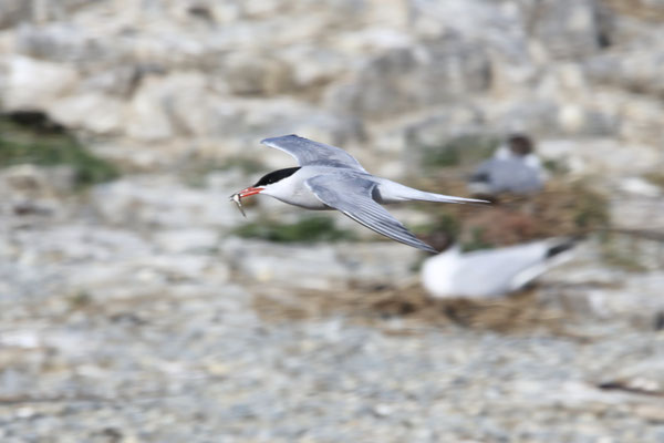 Flussseeschwalbe mit Fisch zur Balz / ©Miriam Link
