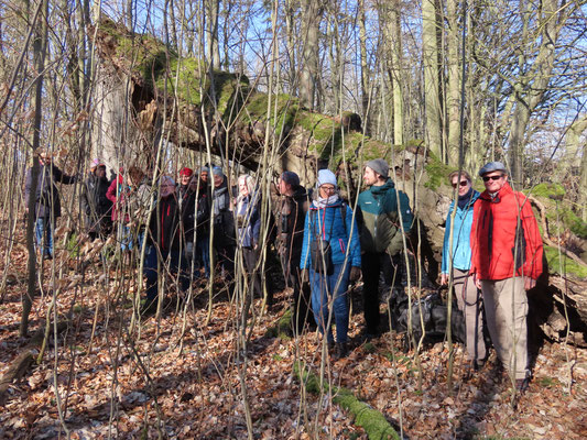 Man sah die Menschen vor lauter Bäumen nicht-Gruppenbild vor umgestürzter Rotbuche