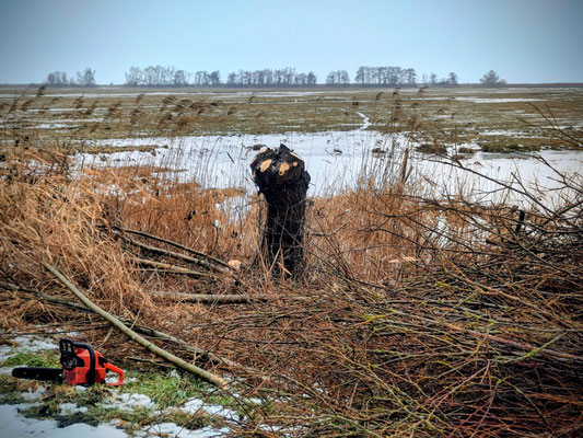 Ganz schön vie Holz für so eine kleine Weide / ©Jana Freitag