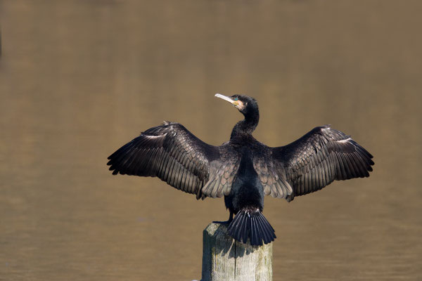Kormoran / © Frank Derer