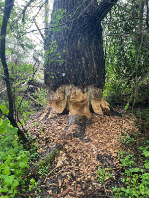 Biberspuren im Naturschutzgebiet