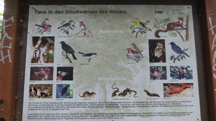 Informationen zu den Stockwerken des Waldes / ©Bernd Schirmeister