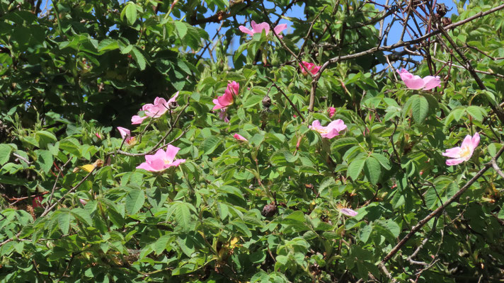 erste Blüten der Wildrose