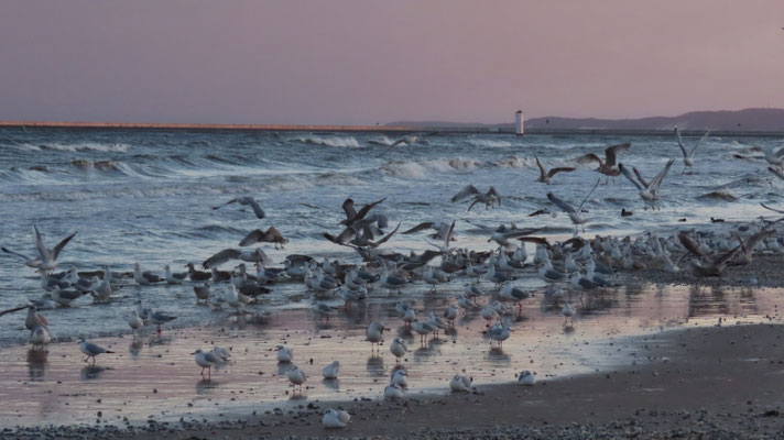 Möwen am Strand 