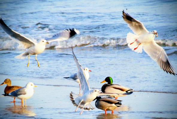 abfliegende Lachmöwe mit Beute im Schnabel