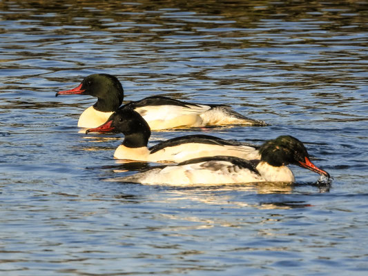 Gänsesäger / copyright: NABU Rinteln, Kathy Büscher