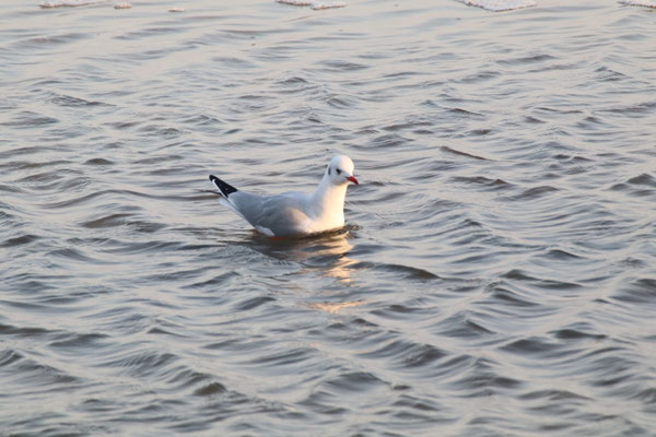 einzelne Lachmöwe im Wasser