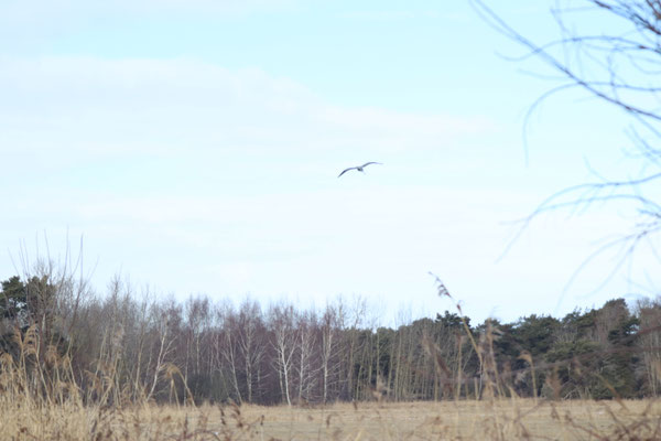Abflug eines Graureihers / ©Jana Freitag