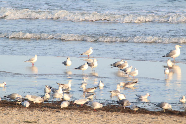vorwiegend Lach- und Sturmmöwen am Ostseestrand