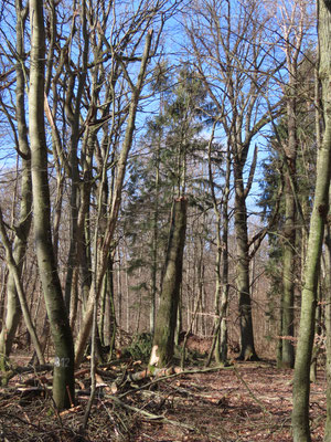 Totholz gab es reichlich. Im Vordergrund eine Markierung für die wissenschaftlichen Arbeiten des NABU im Wald