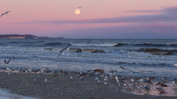 Möwen am Strand 
