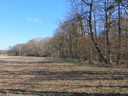 Schon am Waldrand beeindruckten der großen Baumriesen