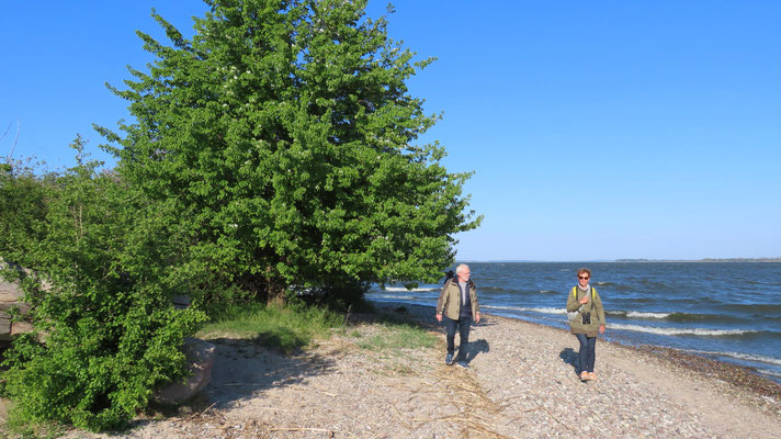 Wildbirnenbaum und wilde Wanderer