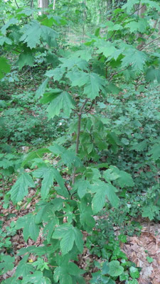 Fast in Symbiose: Bergahorn und Spitzahorn / ©Bernd Schirmeister
