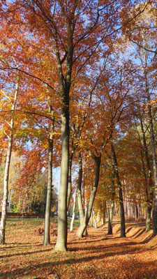 Goldener Herbstwald