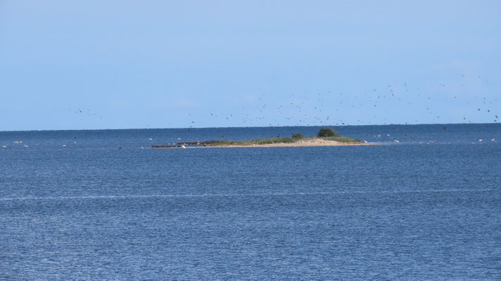 Kleine Insel voller Leben: Kormorane, Möwen, Schwäne und Gänse / ©Bernd Schirmeister