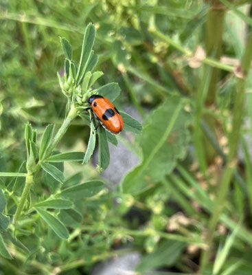 Auf unserer angelegten Wildblumenwiese entdeckten wir einen farbenfroh leuchtenden Blattkäfer. 