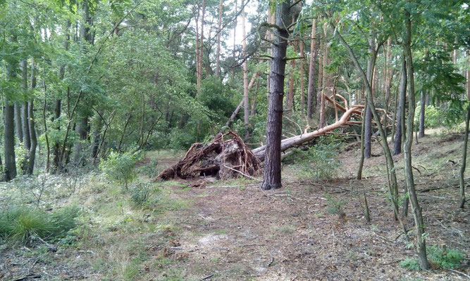 Uferweg am Neuendorfer See