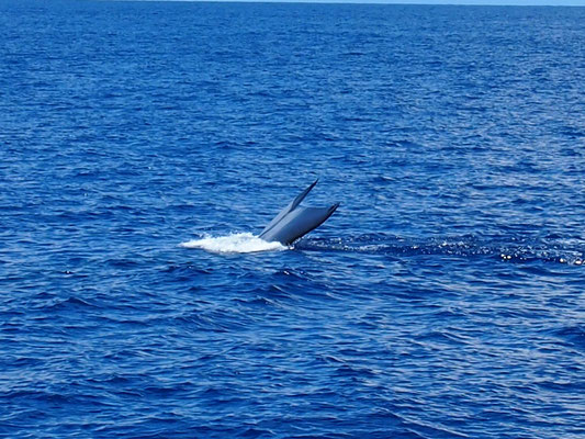 Baleines bleues au large de Mirissa
