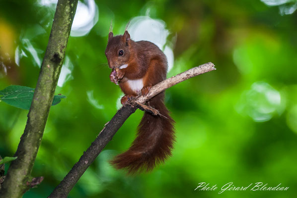 Ecureuil roux au parc de Sceaux