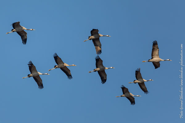 Vol de grues cendrées