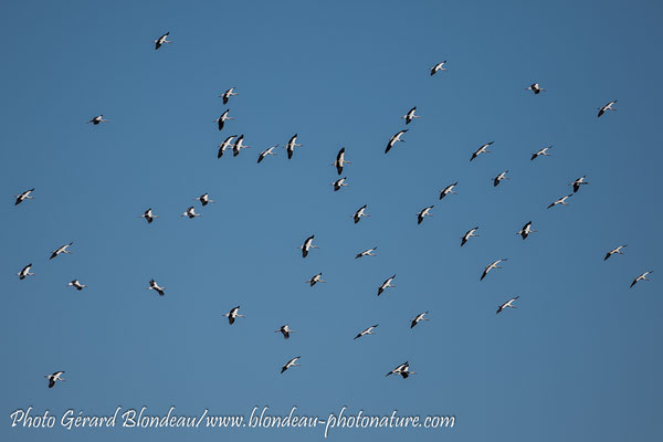 Cigognes blanches