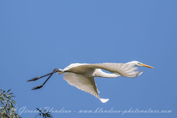 Grande aigrette