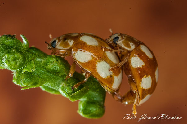 Coccinelles à Chatenay Malabry