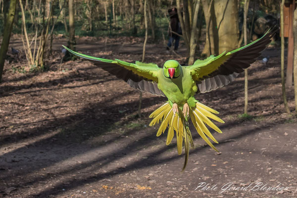 Perruche à collier au parc de Sceaux