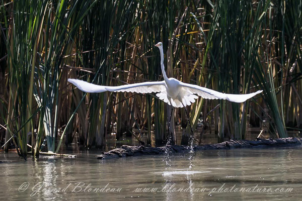 Grande aigrette