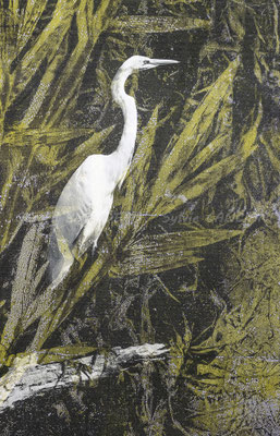 Grande aigrette