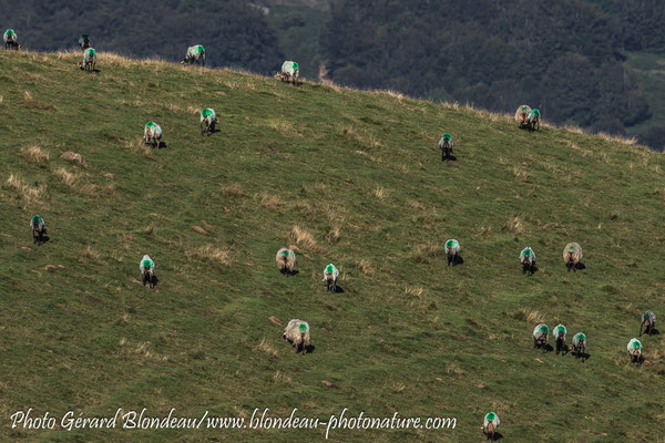 Moutons au vert