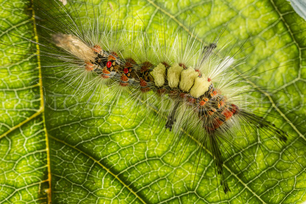 L'étoilée  (Orgya antiqua)