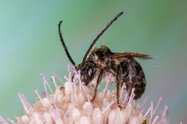 Eucera