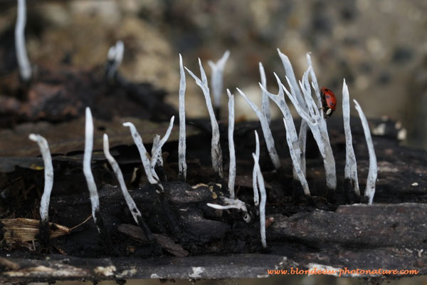 Xylaria hypoxylon