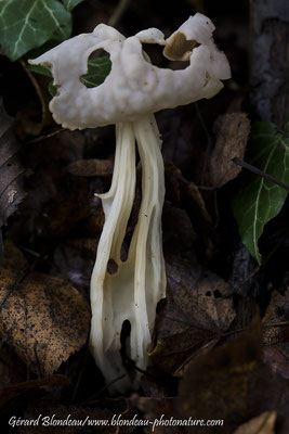 Helvella crispa; Helvelle crépue