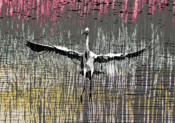 Grande aigrette