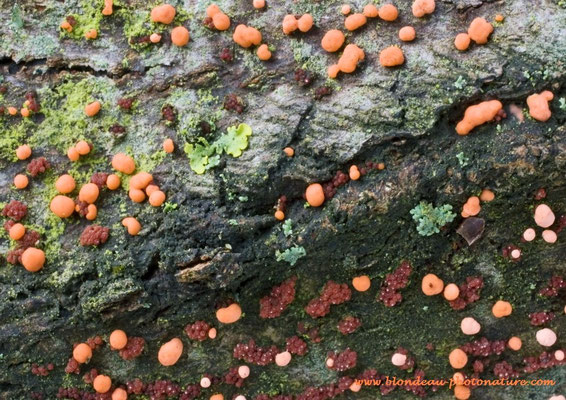 Nectria cinnabarina