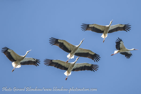Cigognes blanches