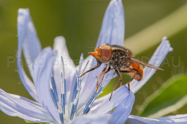 Rhingia campestris