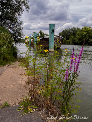 Séneçon et  Salicaire en bord de Seine dans le parc des Chanteraines